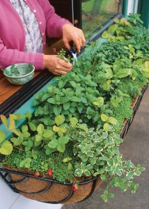 Vegetable Garden Tips