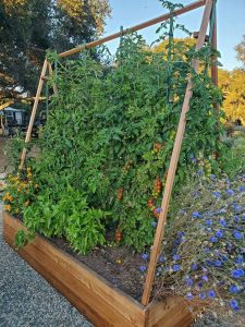 backyard landscaping with tomatoes