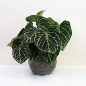 Anthurium care