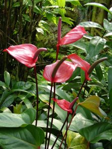 Anthurium plants