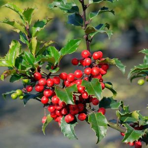 wildlife-friendly shrubs for winter gardens