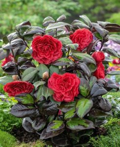 shrubs with colorful berries for landscaping,