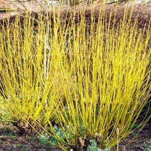 Yellow Twig Dogwood (Cornus stolonifera 'Flaviramea')