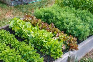 Crop Rotation Benefits,