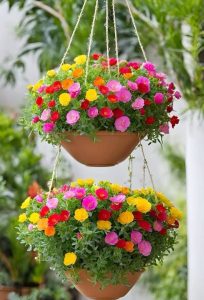 How to integrate hanging plants into landscaping design
