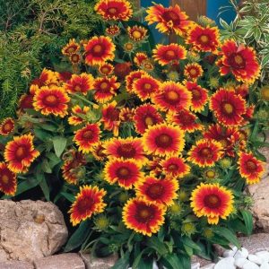 Gaillardia, also known as blanket flower, is native to North America and features bold, daisy-like blooms in red, yellow, and orange