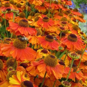 Helenium attracts butterflies and bees, making it a pollinator-friendly choice.