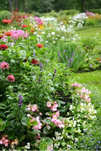 How to grow long-blooming perennial flowers in Vancouver