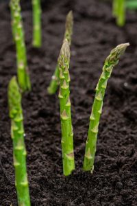 How and When to Harvest Asparagus