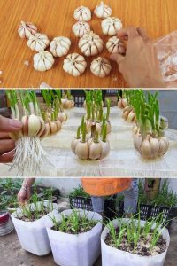 tips for growing garlic in Canada