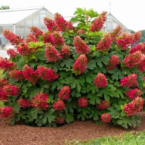shrubs with interesting bark