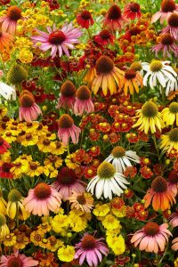 Echinacea thrives in well-drained soil and are drought-tolerant.