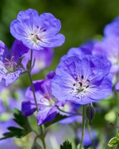 Geranium are perfect for ground cover, edging, or rock gardens.