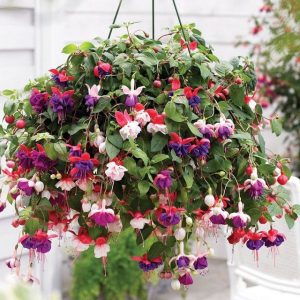 Best cascading plants for outdoor spaces,