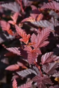 how to choose shrubs for green landscaping Vancouver