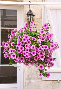 how to create a lush hanging garden
