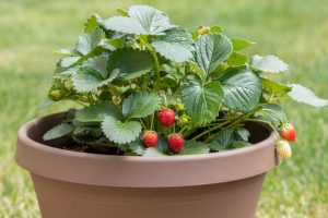 best containers for strawberries