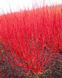 best shrubs for front yard landscaping in Vancouver