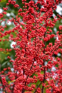 winter landscaping ideas for small backyards