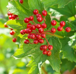 shrubs with colorful berries