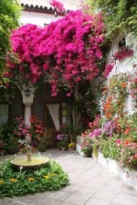 Bougainvillea hanging plants