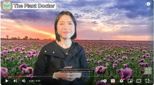 Professional landscaping Vancouver,