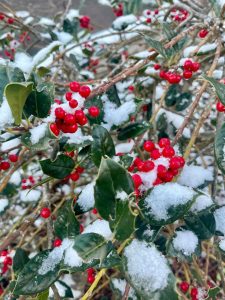 best winter shrubs for cold climates