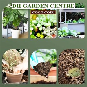 Best Soil Mix: Use a rich, well-draining potting mix with compost or organic matter to provide nutrients.