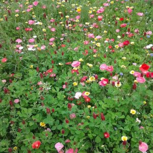 best landscaping trends 2025,