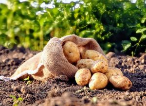 Potatoes are one of the most efficient and calorie-dense crops you can grow,