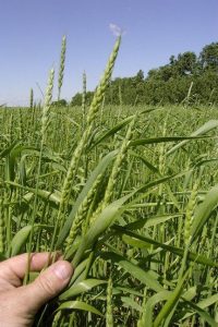 how to grow wheat at home