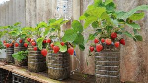 Transparent bottles are ideal as they allow you to monitor the moisture level in the soil.