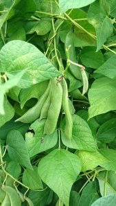 Beans are nitrogen-fixing plants, meaning they improve soil quality while producing high-protein food