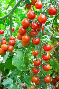 Best Trellising Methods f