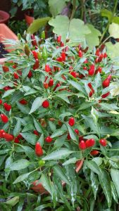 how to start chili peppers indoors