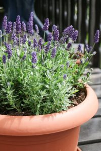 Growing Lavender in Pots Year Round - The tips You need!