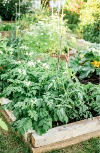 Growing Potatoes In Raised Beds_ Everything You Need To Know