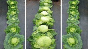 Growing cabbage at home is easy - Super delicious without a garden