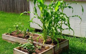Corn is not only one of the top staple crops in the world but also highly adaptable for small-scale garden landscaping