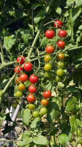 how to grow tomatoes for a beautiful garden
