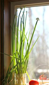 Parade – Fast-growing with a vibrant green color, perfect for continuous harvesting.