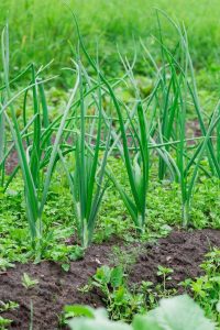 how to grow onions from seeds