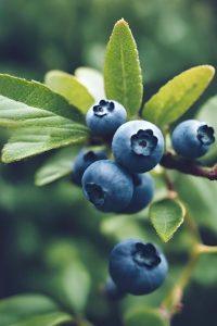 How to Grow Blueberries – From Planting to Harvesting