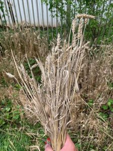 Growing wheat is an excellent idea to make your backyard landscaping more productive and sustainable