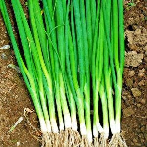 Evergreen Hardy White – Cold-resistant, ideal for overwintering.