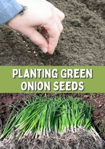how to grow green onions from seeds in Canada,
