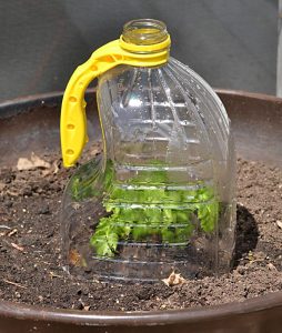 Protect seedlings from harsh winds and temperature drops with a simple bottle greenhouse.