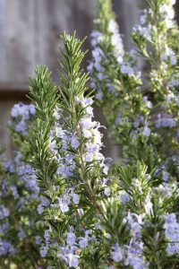 How to Grow and Care for Rosemary
