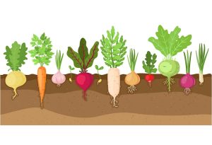 Root vegetables develop well in BC’s nutrient-rich soils and cool weather.