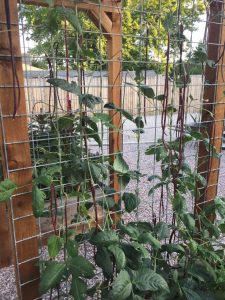Climbing beans are excellent for backyard landscaping,